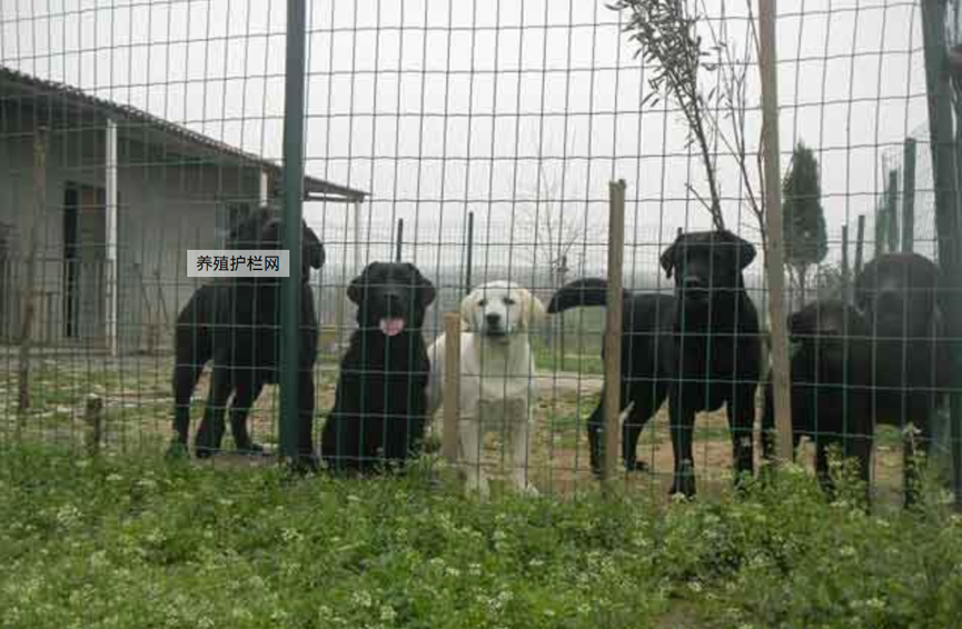 護(hù)欄網(wǎng),市政護(hù)欄網(wǎng),欄網(wǎng)廠家