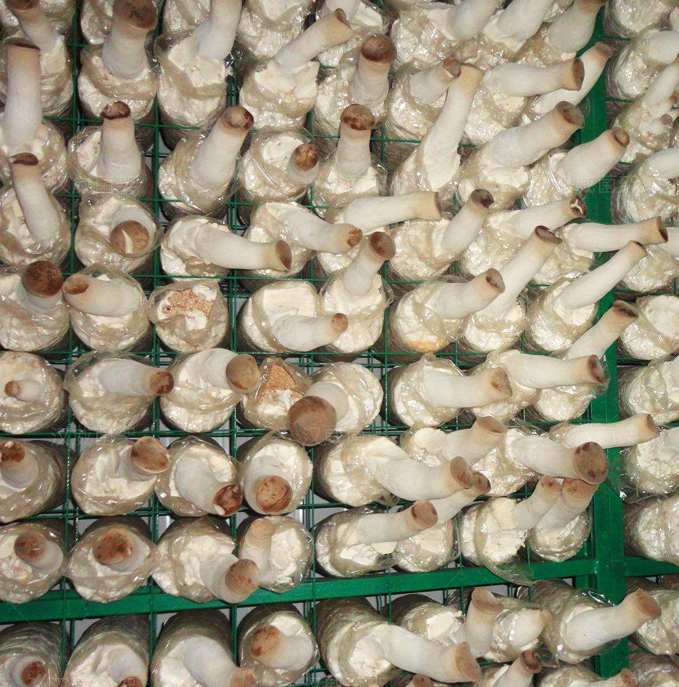 食用菌網(wǎng)格