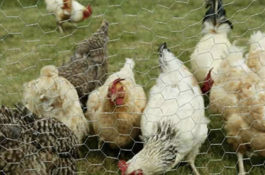 六角網養殖圍欄網