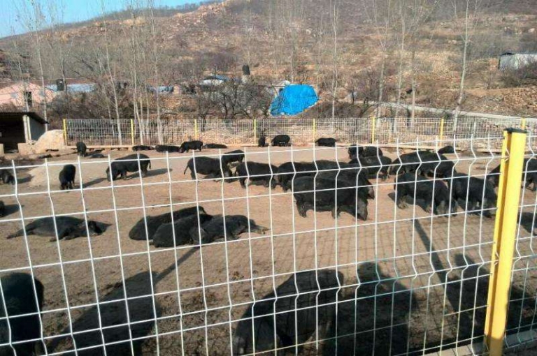 家用養殖護欄網